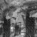 Date palms B&W edit