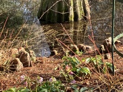 19th Feb 2025 - Strange Roots 