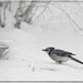 The More it Snows  by gardencat