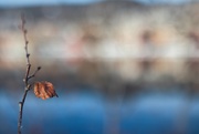 19th Feb 2025 - Hanging on