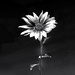 Negative Space by shutterbug49