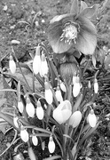 19th Feb 2025 - FOR19 composition 