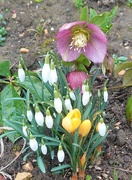 19th Feb 2025 - Spring flowers