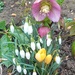 Spring flowers