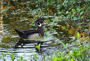 19th Feb 2025 - Male Wood Duck
