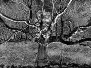 18th Feb 2025 - the trunk's in the middle