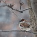 Keeping Warm by 365projectorgheatherb