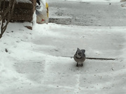 20th Feb 2025 - Bouncing Bluejay