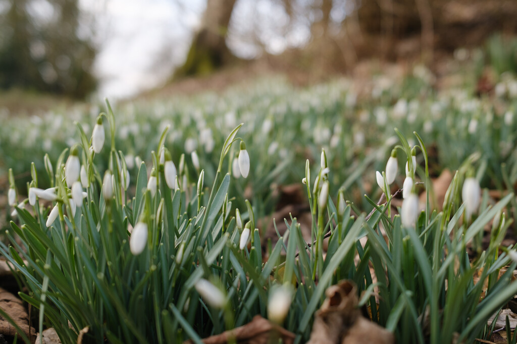 Snowdrops by jamesthreesixfive