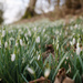 Snowdrops