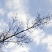 Dogwood Tree (not Flowering Plum!) by yesfantina