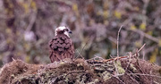 19th Feb 2025 - A Different View of the Osprey!
