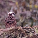 A Different View of the Osprey! by rickster549