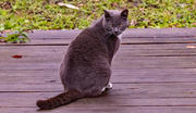19th Feb 2025 - My Favorite Kitty Cat!