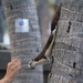 Beach Road Squirrel