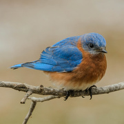 17th Feb 2025 - Bluebird