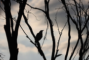 20th Feb 2025 - Magpie silhouette