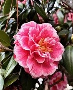 19th Feb 2025 - Camellia perfection
