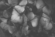 20th Feb 2025 - Hydrangea