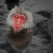 Snow monkey 