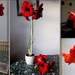 Amaryllis