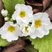 Popping up primroses by lizgooster