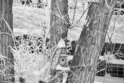 20th Feb 2025 - Front Yard Textures - FOR2025