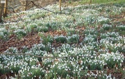20th Feb 2025 - A Carpet of Snowdrops 
