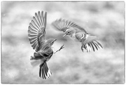 20th Feb 2025 - Pine Warbler Squabble