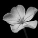 Plumbago composition by koalagardens