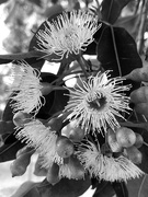 21st Feb 2025 - Eucalyptus 