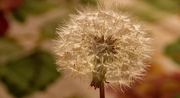 20th Feb 2025 - Dandelion Bloom!