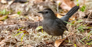 20th Feb 2025 - Grey Catbird!