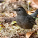 Grey Catbird! by rickster549