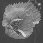 21st Feb 2025 - Cosmos