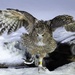Day43: Blakiston’s fish owl  by aprilfengchaigmailcom