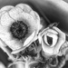 FOR (21) Form  by rensala