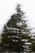 19th Feb 2025 - The tree spirits swirled in a frenzy