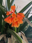 21st Feb 2025 - Clivia