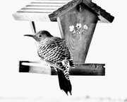 21st Feb 2025 - Flicker At Our Feeder - FOR2025