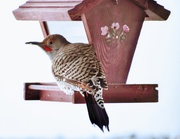 21st Feb 2025 - Flicker At Our Feeder - Color version