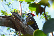 21st Feb 2025 - Pileated Woodpecker