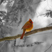 Mrs Cardinal D by pej76