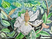 20th Feb 2025 - Magnolia 