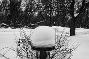 21st Feb 2025 - Bird bath souffle