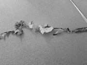 21st Feb 2025 - we had some washing pegged to the line