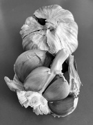 22nd Feb 2025 - Umm…Garlic