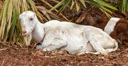 21st Feb 2025 - Nanny Goat and Baby!