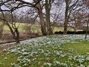22nd Feb 2025 - Snowdrops at Easton