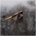 Red Kite  by clifford
